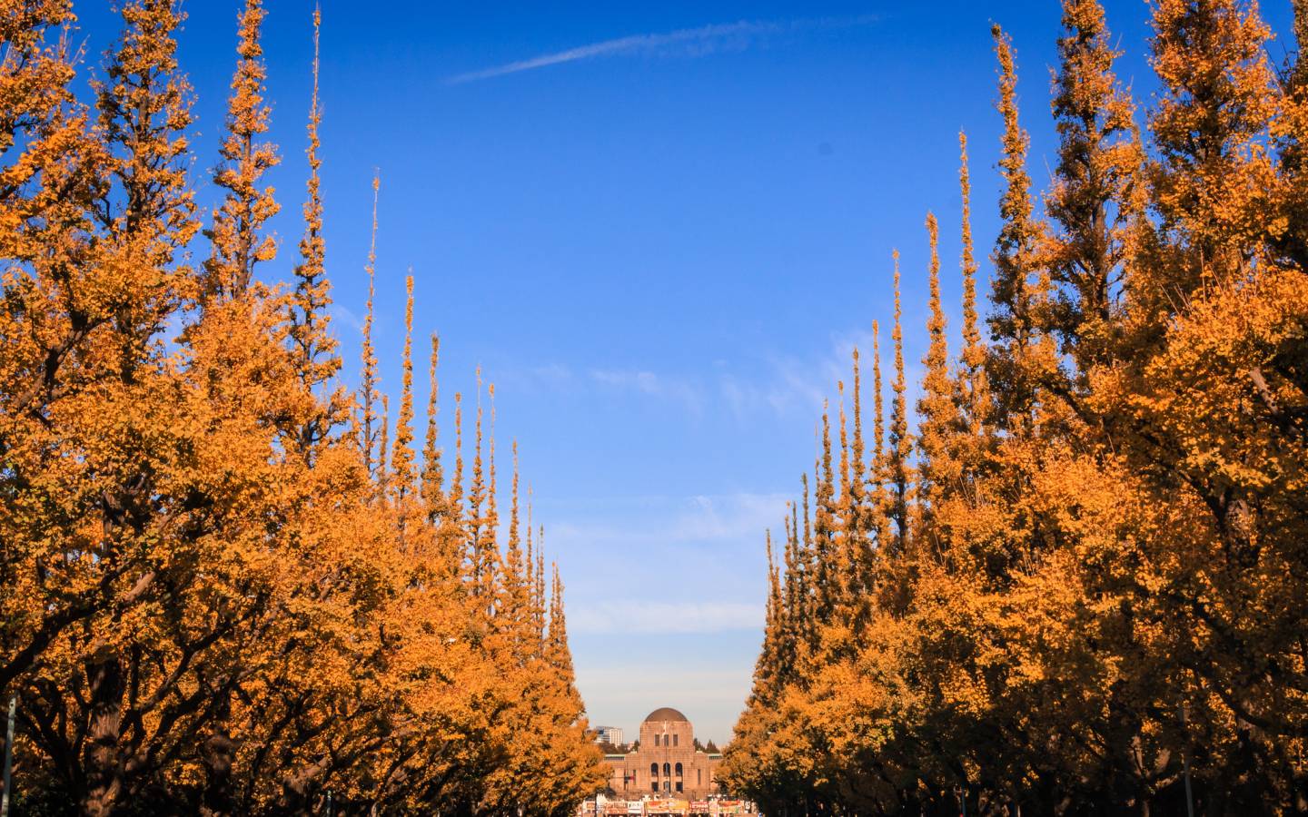 Der blaue Himmel im kunstvollen Kontrast zu dem orange-gelben Ginkgo-Tunnel.