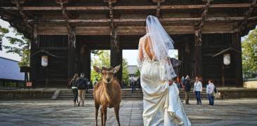 Braut in Nara mit Reh
