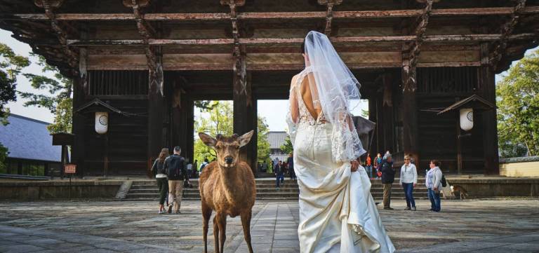 Braut in Nara mit Reh