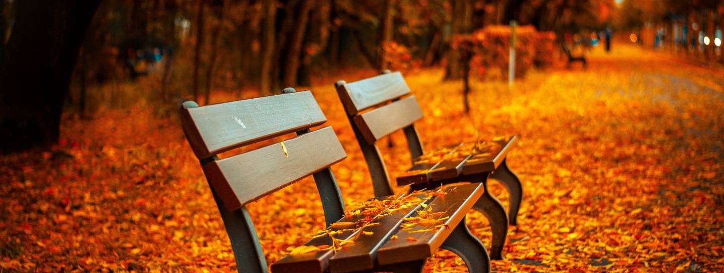 Tōkyōs abwechslungsreiche Herbstlaubfärbung verwandelt das ganze Land in ein regelrechtes Gemälde.