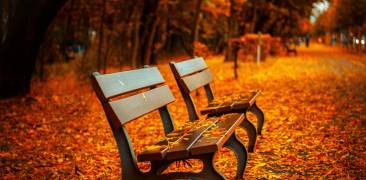 Tōkyōs abwechslungsreiche Herbstlaubfärbung verwandelt das ganze Land in ein regelrechtes Gemälde.