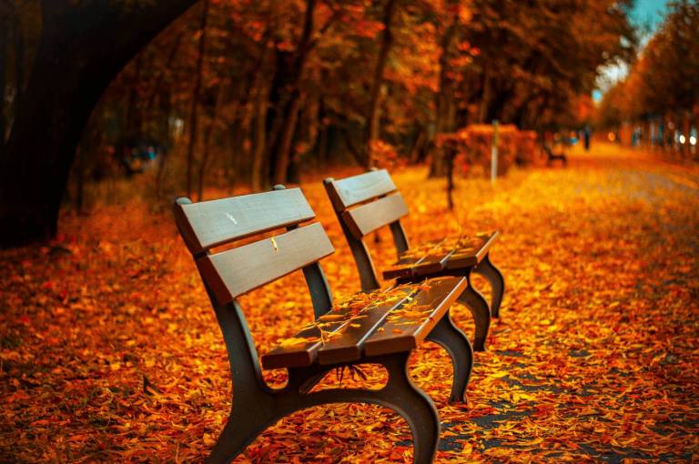 Tōkyōs abwechslungsreiche Herbstlaubfärbung verwandelt das ganze Land in ein regelrechtes Gemälde.