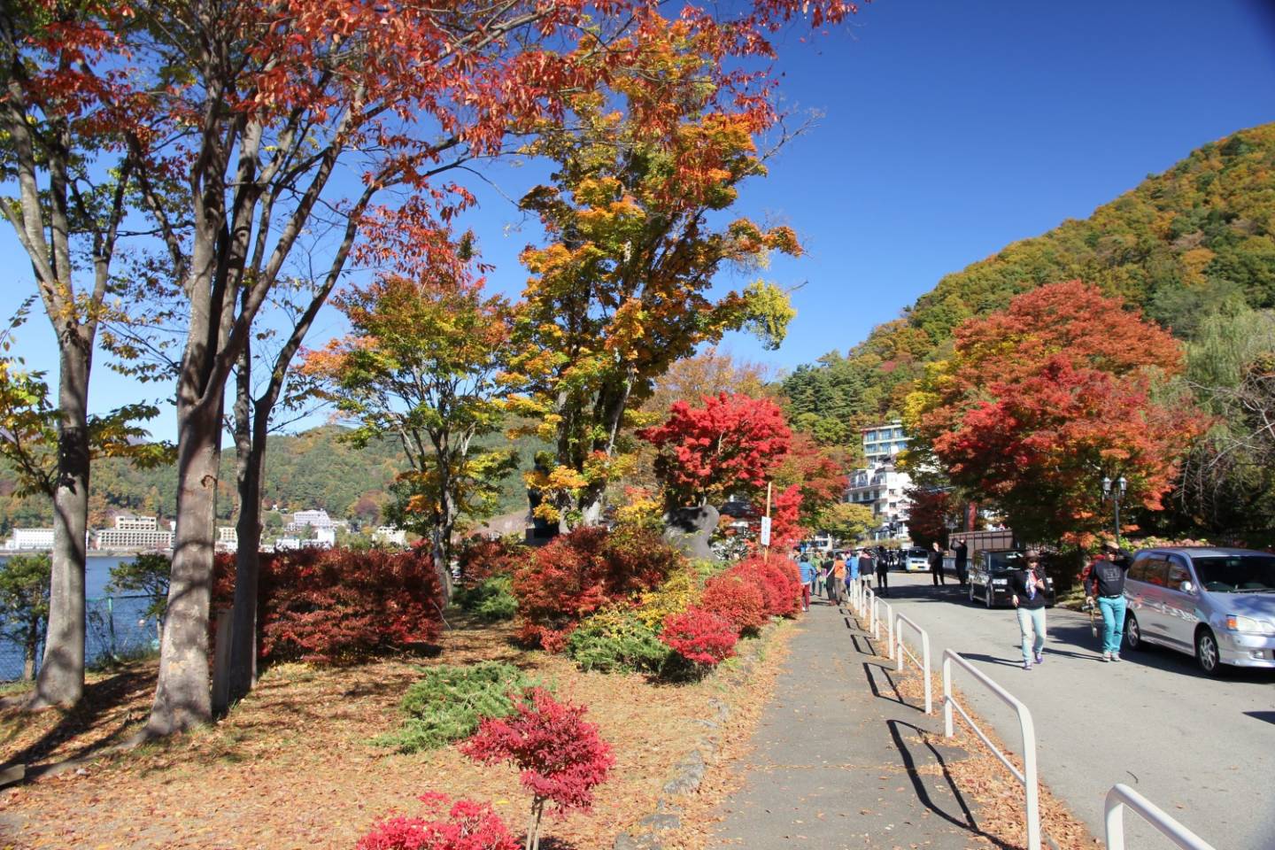 Herbstbäume am Parkplatz
