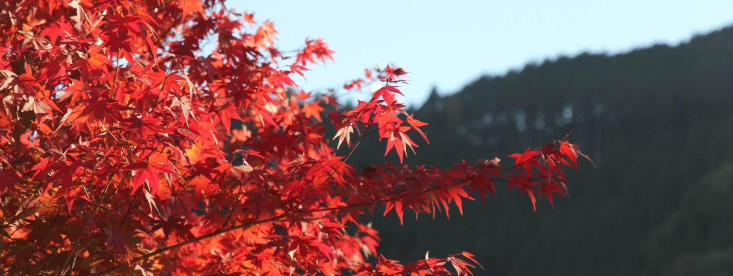 Herbstfärbung der Blätter