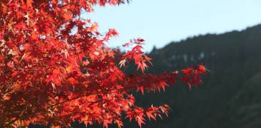 Herbstfärbung der Blätter