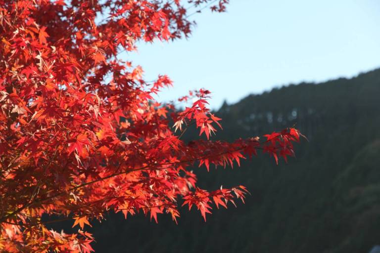 Herbstfärbung der Blätter