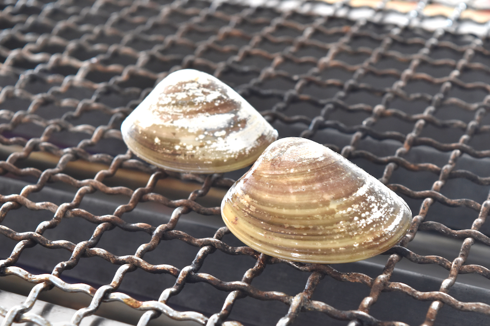 Venusmuscheln auf dem Grill