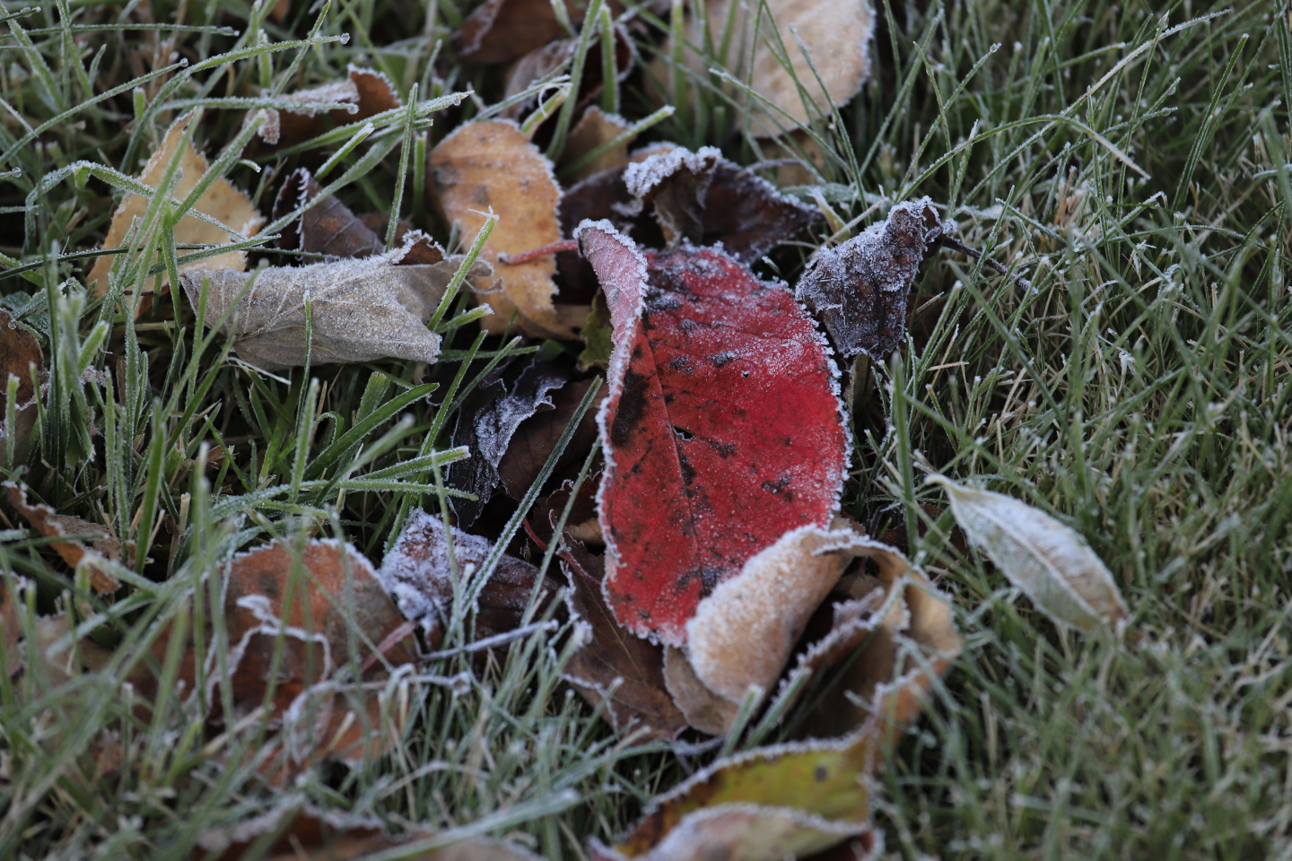 Blätter mit Morgenfrost