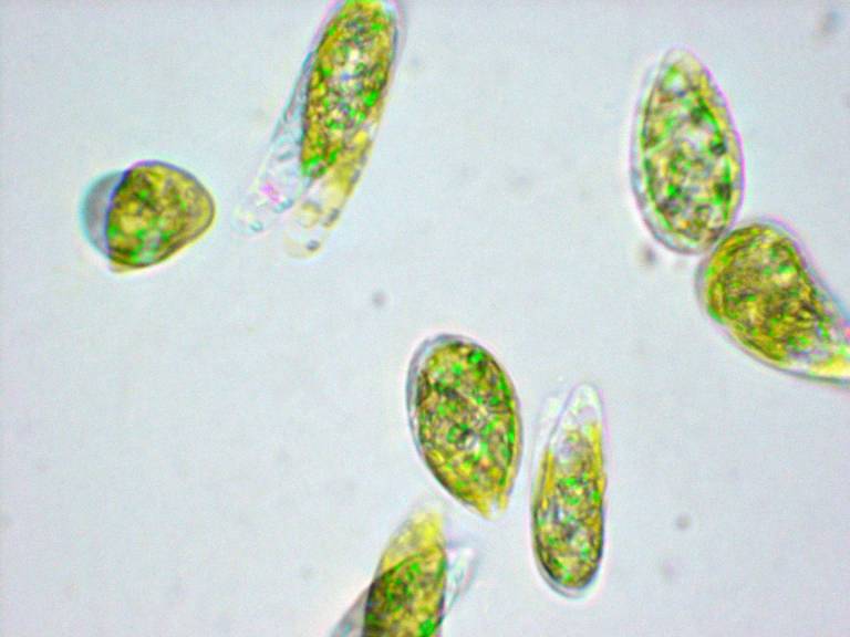 midorimushi mikroalge
