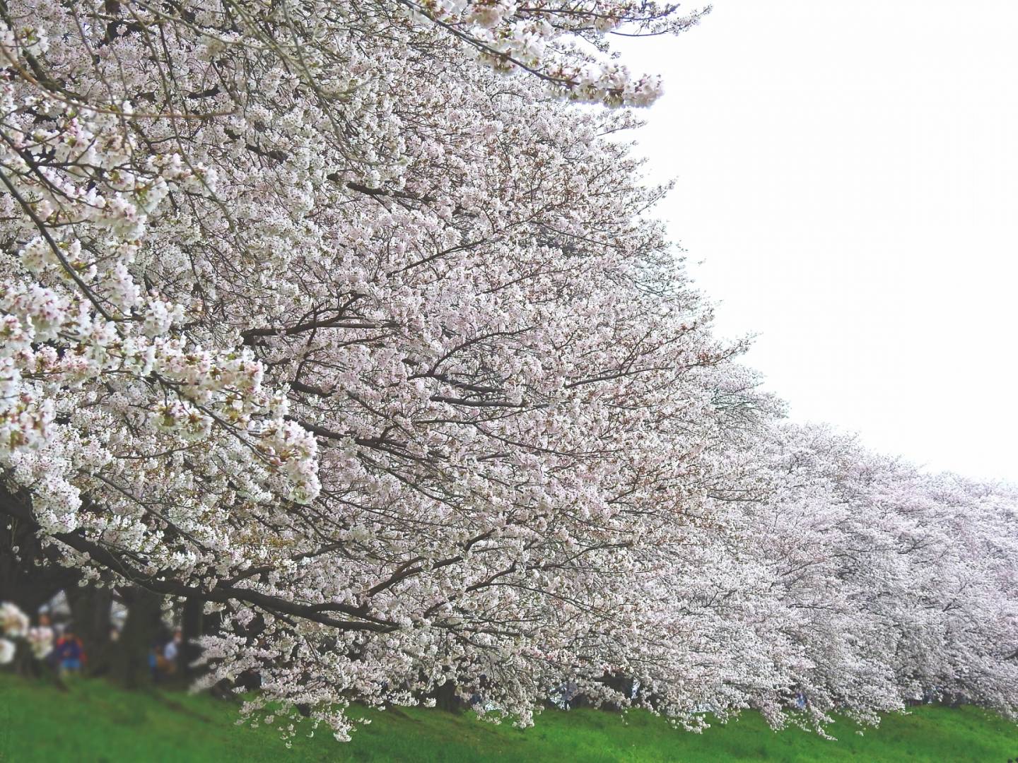 Kirschblute In Japan 2019 Wann Sie Sie Wo Bewundern Konnen