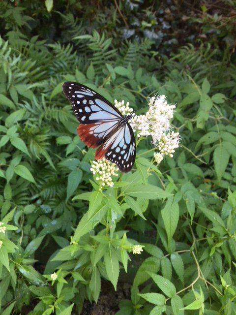 schmetterling