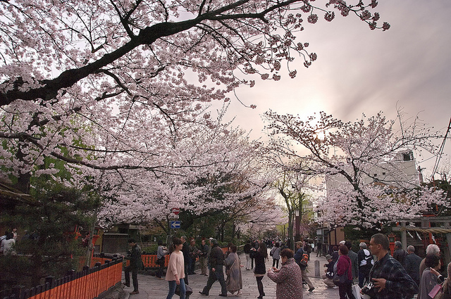 Gion Shirakawa zur Kirschblütenzeit