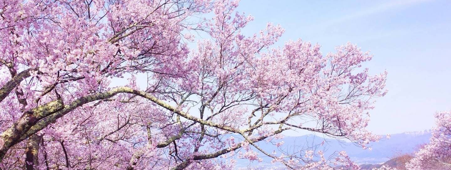 kirschblüte