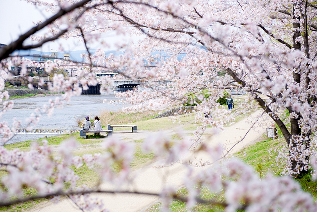 Der Fluss Kamo-gawa mit Kirschblüten