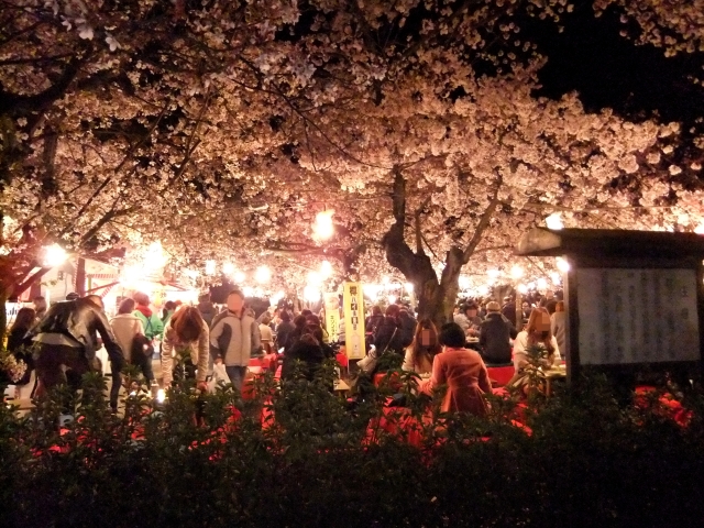 Hanami Partys im Maruyama Park