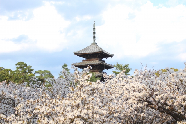 Der Tempel Ninna-ji mit blühenden Kirschbäumen