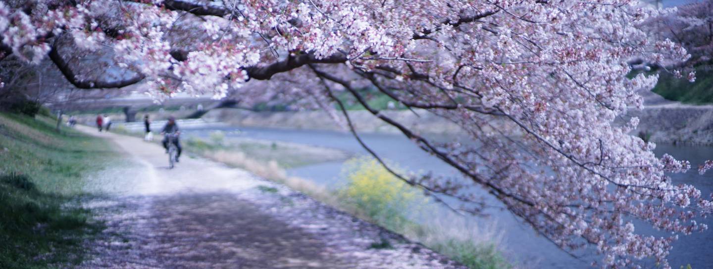 Kirschblüten in Kyoto am Fluss