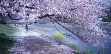 Kirschblüten in Kyoto am Fluss