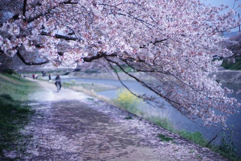 Kirschblüten in Kyoto am Fluss
