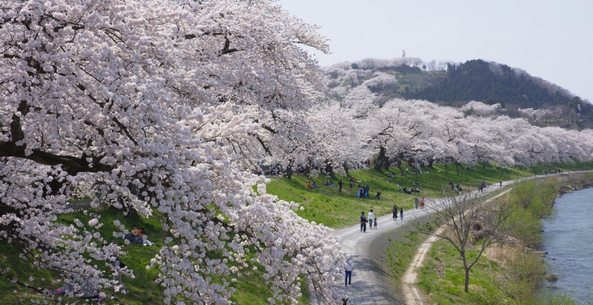 Kirschblüte in Tohoku