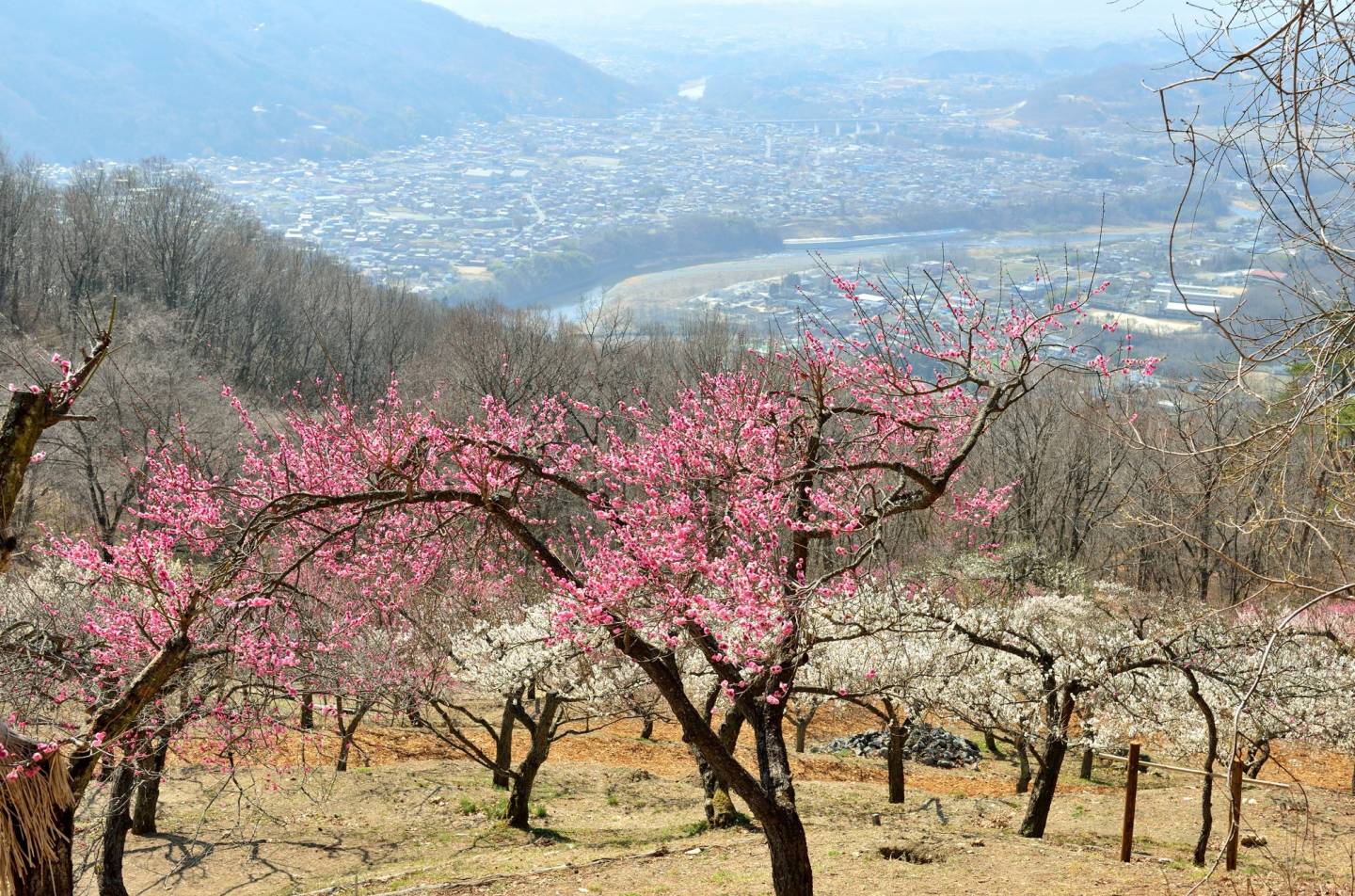 pflaumenblüte chichibu