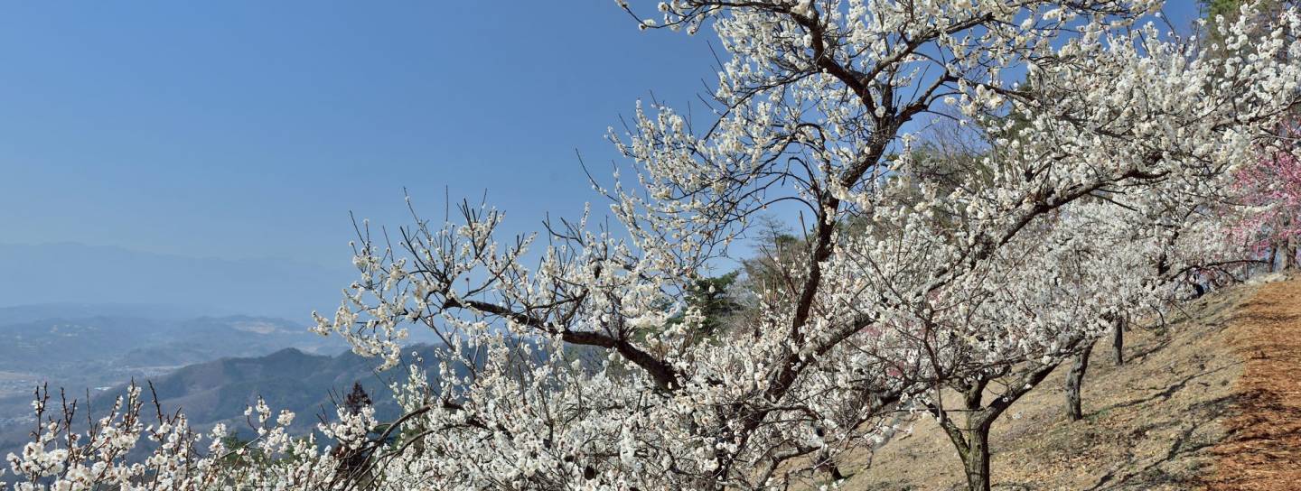 pflaumenblüte chichibu