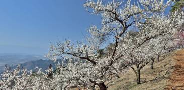 pflaumenblüte chichibu