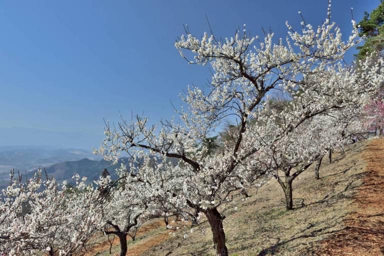 pflaumenblüte chichibu