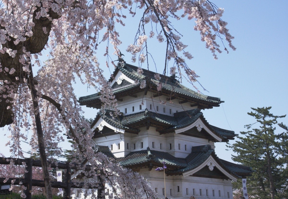 Von Kirschblüten umrahmte Burg in Tohoku