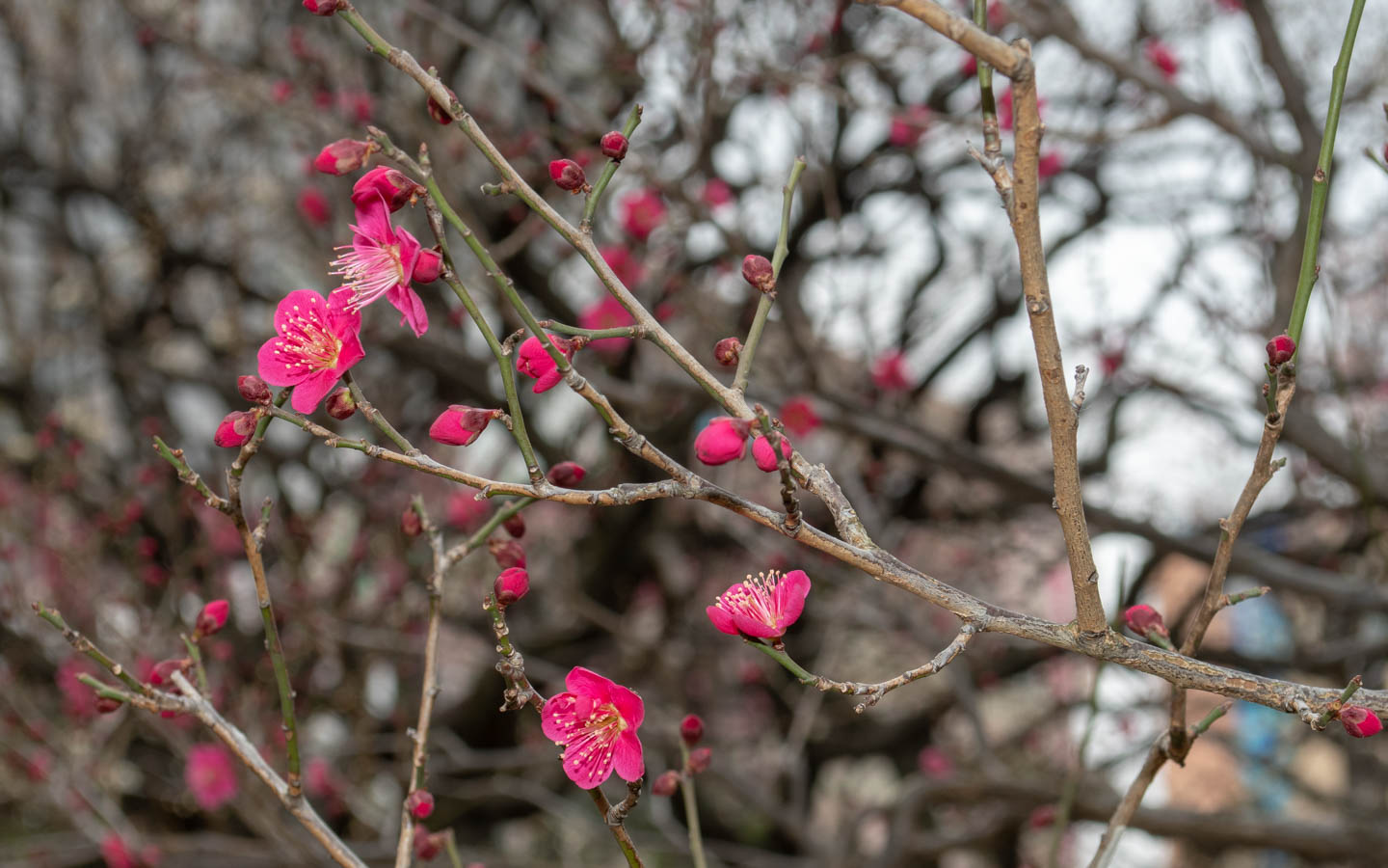 pflaumenblüte koishikawa korakuen