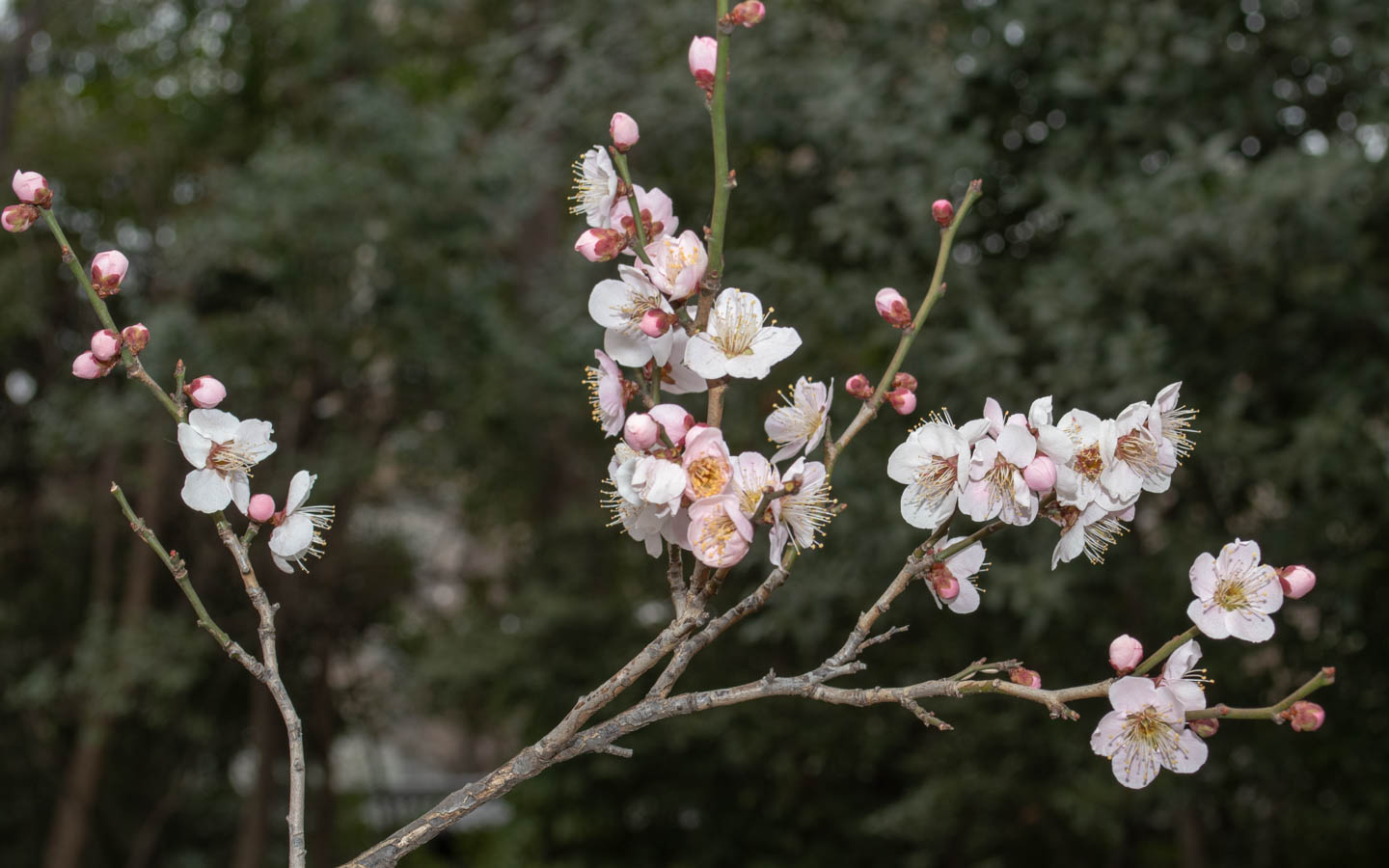 pflaumenblüte koishikawa korakuen