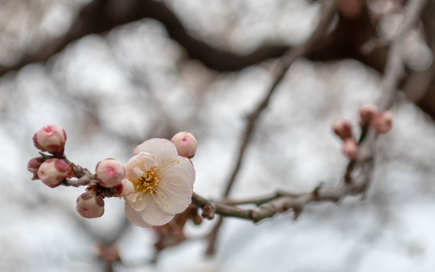 pflaumenblüten yushima tenjin