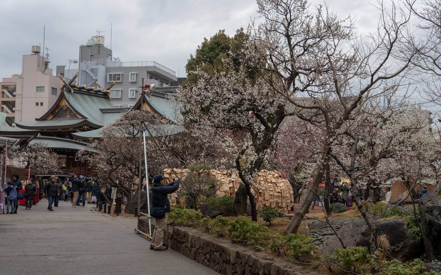 pflaumenblüten yushima tenjin