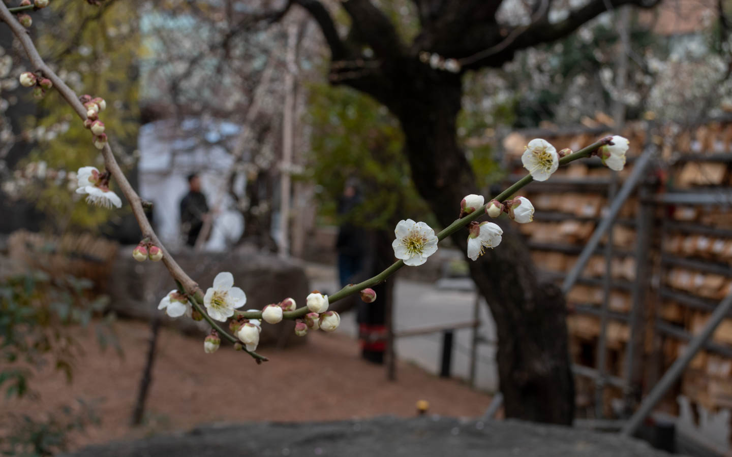 pflaumenblüten yushima tenjin