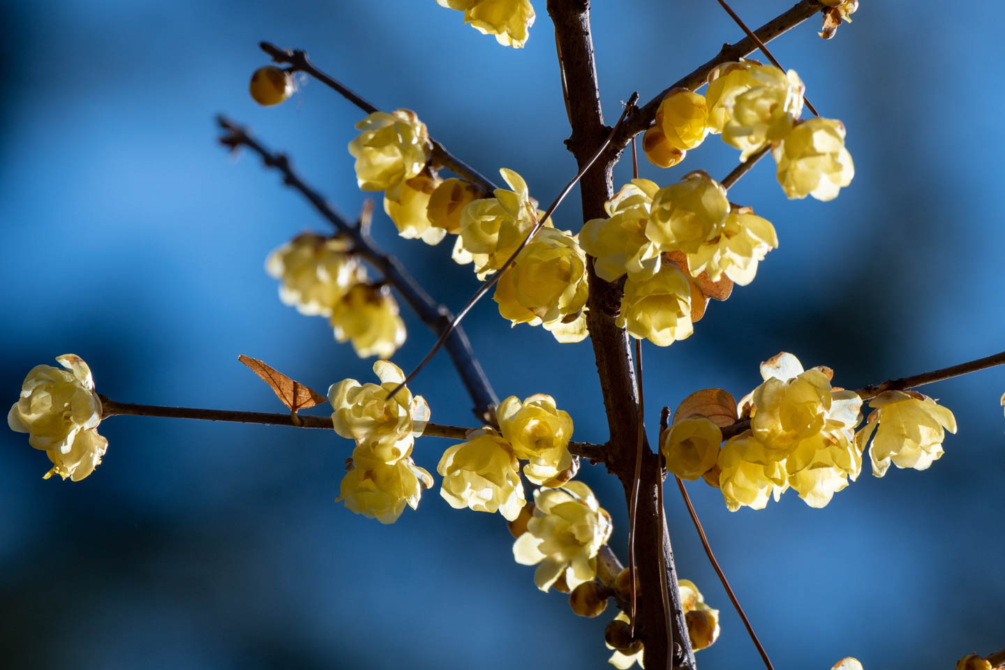 Pflaumenblüte Koganei koen