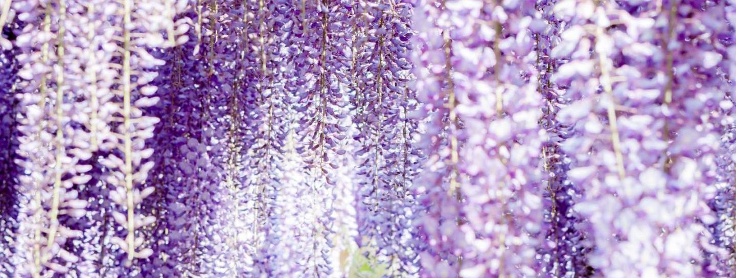 Blühende Bäume in Japan im Frühling.