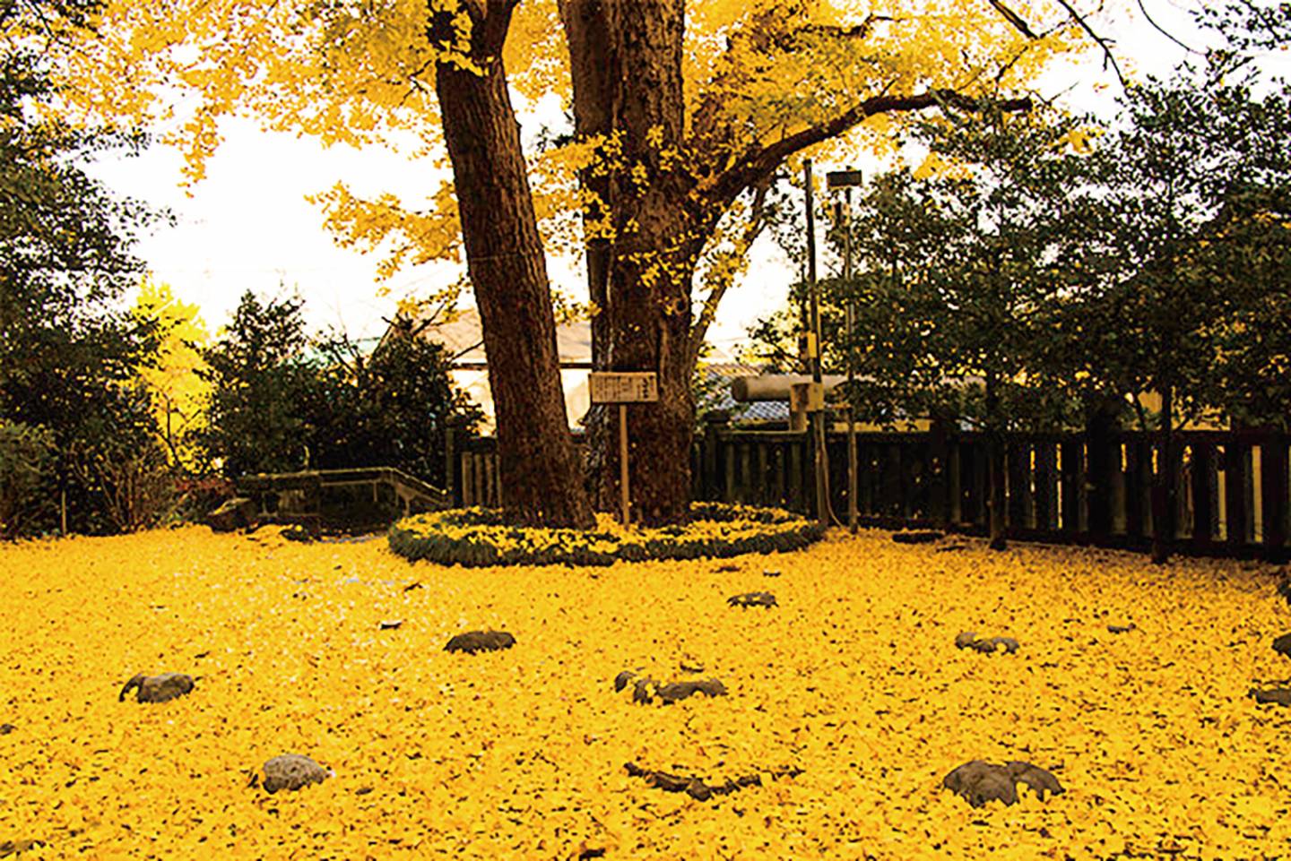 Ginkgo Baum mit gelbem Laub