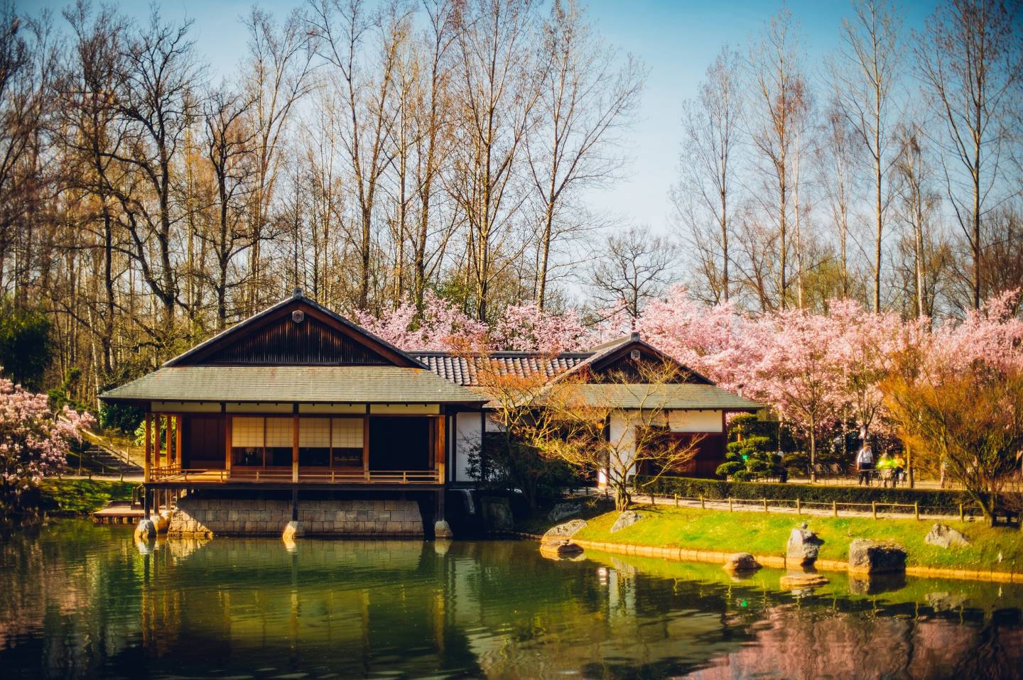 Der japanische Garten in Hasselt mit Teehaus und Kirschblüten.