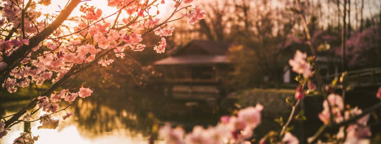 Kirschblüte im japanischen Garten in Hasselt.