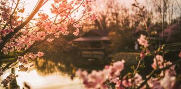 Kirschblüte im japanischen Garten in Hasselt.