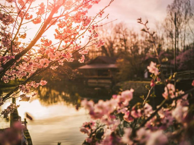 Kirschblüte im japanischen Garten in Hasselt.