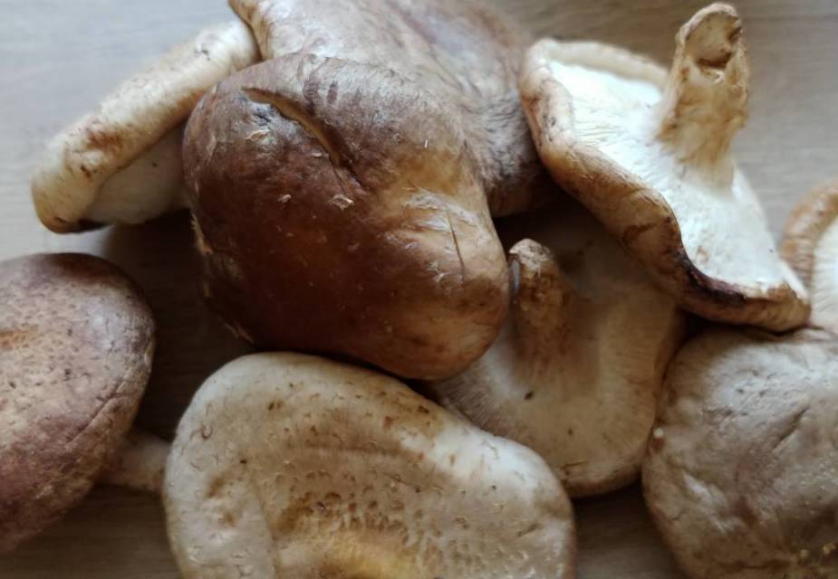 Shiitake-Pilze