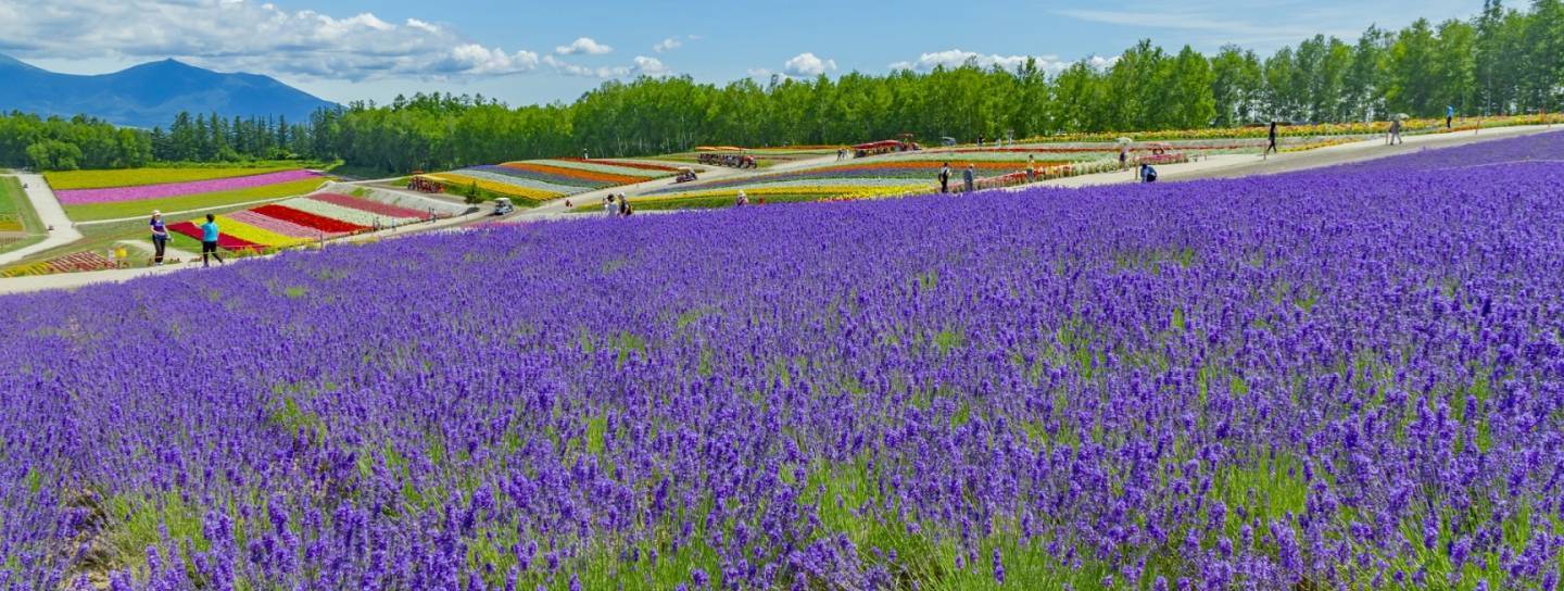 Lavendelfeld in Hokkaido