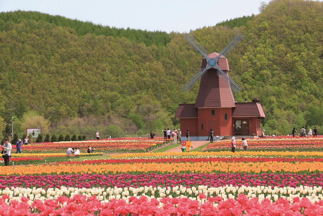 Blumenfelder in Japan