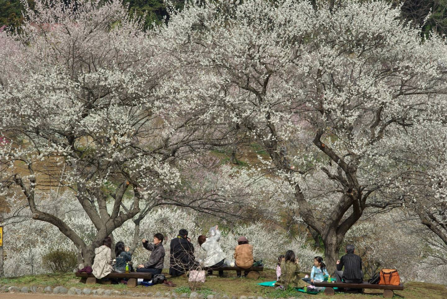 Pflaumenblütenschau in Japan