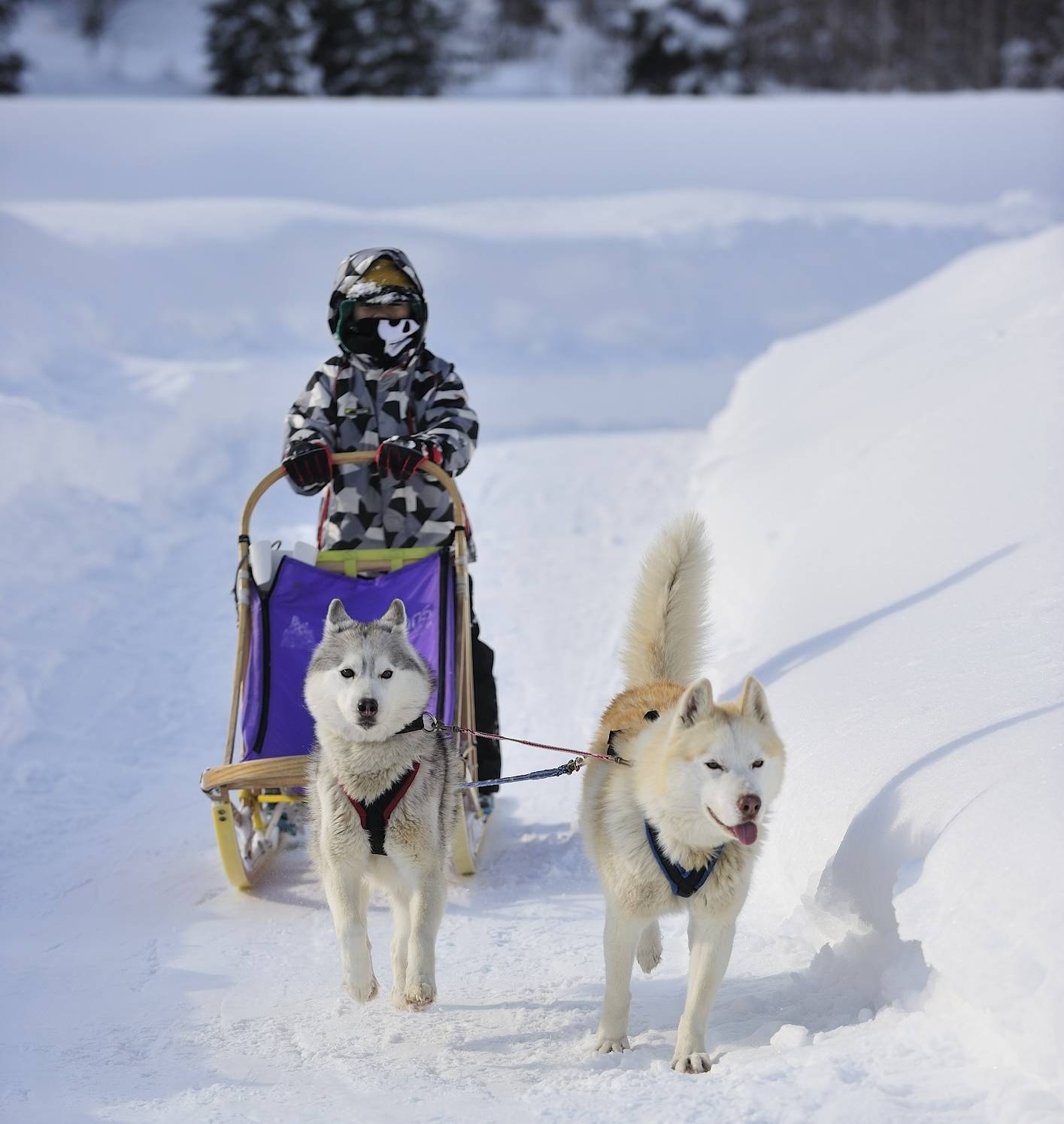 Fahrt mit dem Hundeschlitten im schneereichen Nordjapan