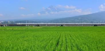 Reisfeld in Japan mit Bergen im Hintergrund