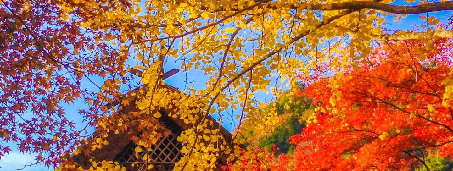 Herbstlaubfärbung in Japan: rotes und gelbes Laub