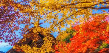 Herbstlaubfärbung in Japan: rotes und gelbes Laub