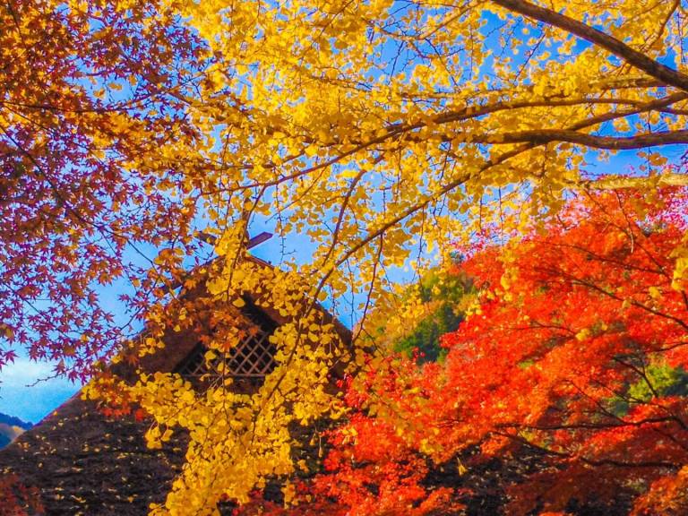 Herbstlaubfärbung in Japan: rotes und gelbes Laub